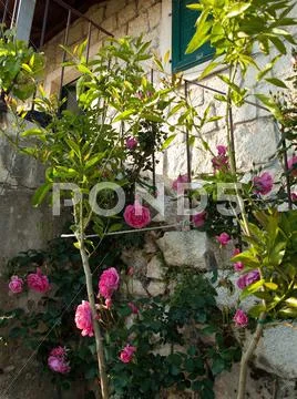 Exterior of old stone house in croatia Stock Photos