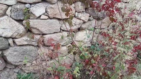 Exterior stone wall with plants Vídeos de archivo 97206908