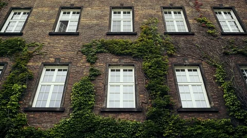 Exterior view of building facade with window and green plant climbing wall. Stock Footage