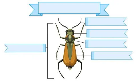External Anatomy of a brachinus worksheet Stock Illustration