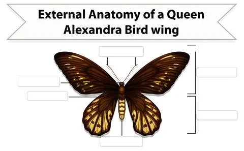 External Anatomy of  a butterfly worksheet 库存插图