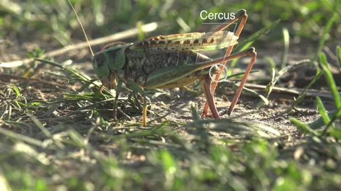 External Anatomy grasshopper diagram, Study Notes on Grasshopper, bush-cricket Video stock 140752761