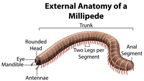 External Anatomy of a Millipede on white background Stock Illustration
