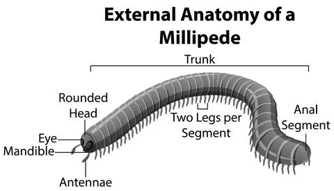 External Anatomy of a Millipede on white background Stock Illustration