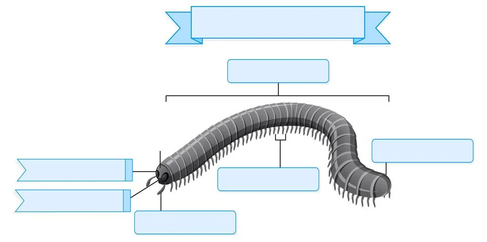 External Anatomy of  millipede worksheet Stock Illustration