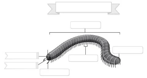 External Anatomy of  millipede worksheet Stock Illustration