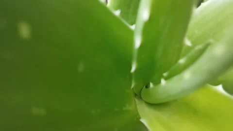 The external appearance of aloe vera is very smooth Stock Footage 227281540