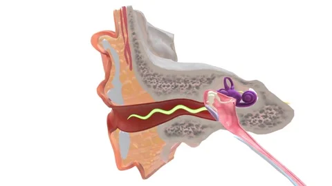 External ear can be divided functionally and structurally into two parts Video stock 246054901