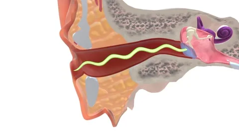 External Ear External auditory canal | Stock Video | Pond5