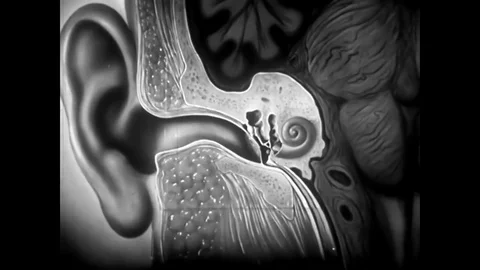 The external ear, pinna, auditory canal, middle ear, eardrum, ossicles, inner Stock Footage 79515416
