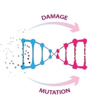 External factors that cause dna damage and mutations Stock Illustration