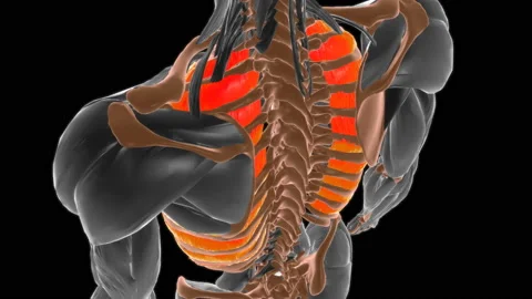 External intercostal muscle Anatomy For ... | Stock Video | Pond5