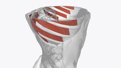The external intercostal muscles elevate the ribs during forced inhalation Stock Photos