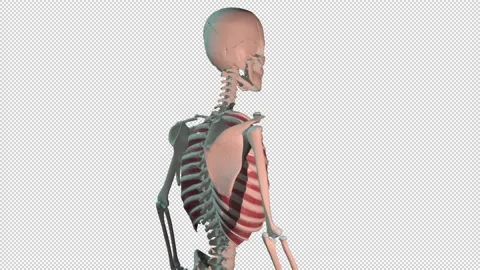 External Intercostal Muscles Full Roration Loop 스톡 동영상 154398426