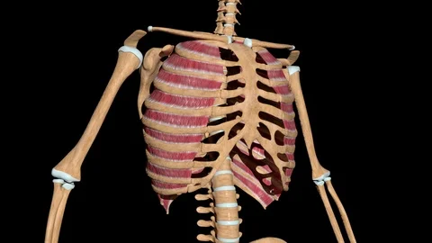 External Intercostal Muscles on Skeleton Stock Footage 127561163