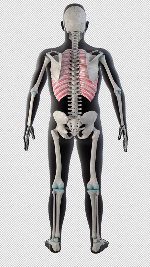 External Intercostal Muscles on Whole Human Body Vertical Video Video stock 243073239