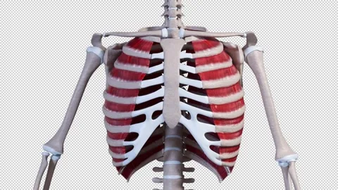 External Intercostalis  Muscle Movement Stock Footage 318005730