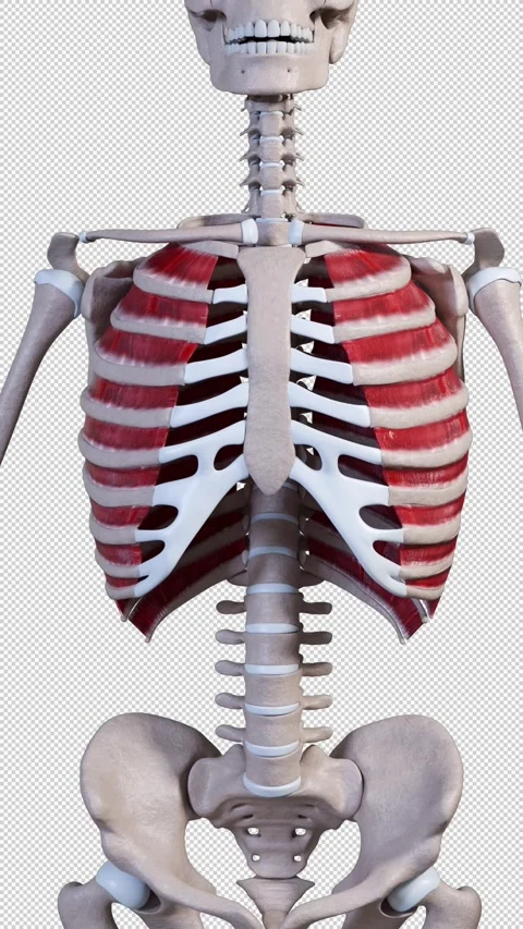 External Intercostalis  Muscle Movement Vertical Video Video stock 318005894
