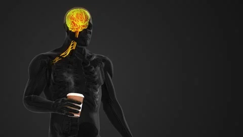 External nervous pathways to brain for touch sensation Video stock 285843006