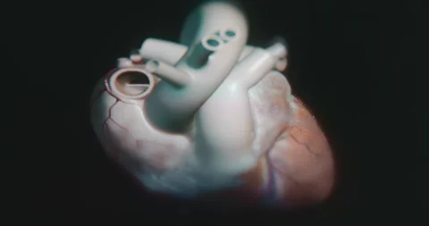 External view of the human heart Stock Footage 313623340