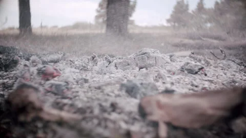 Extinct fire, white ashes, Pine forest Stock Footage 133814964