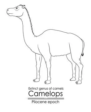 Extinct genus of camels, Camelops from Pliocene epoch Stock Illustration