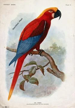 An extinct parrot, Ara gossei, perched on a branch. Colour halftone after J.. Illustrazione stock