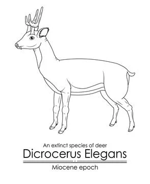 An extinct species of deer Dicrocerus Elegans from Miocene epoch Stock Illustration