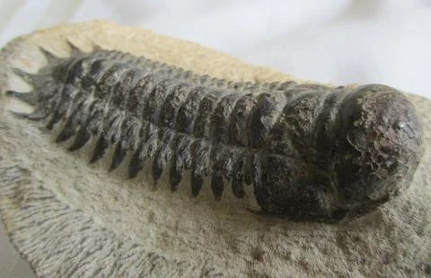 Extinct trilobite Stock Photos