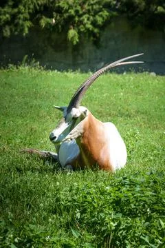 Extinct in the wild antelope Stock Photos