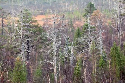 Extinction of old forest (centennial pine) as result of air pollution Stock Photos