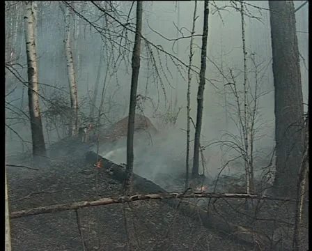 Extinguish the fire in the forest 库存影片 1013116