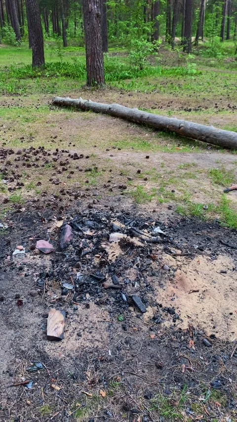An extinguished campfire in the woods. Vertical video Stock Footage 276169284