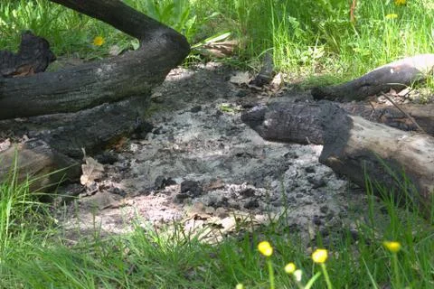 Extinguished huge campfire, built of branches and whole trunks of oak, in for Foto stock
