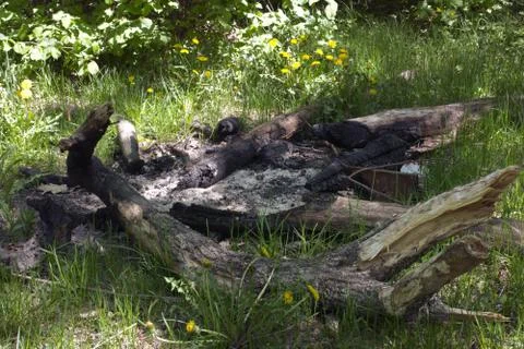 Extinguished large campfire, built of branches and whole trunks of oak, in fo Stock Photos