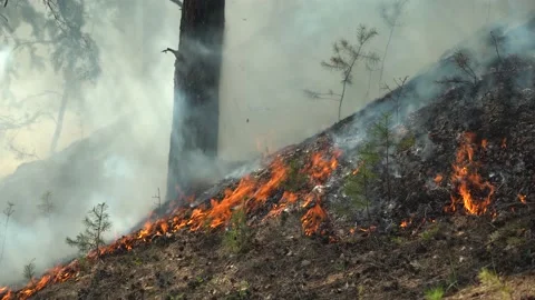 Extinguishing a forest fire close-up. Stock Footage 156997370