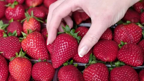 Extra big size strawberry in a box of perfect strawberries. Stock Footage 161892949