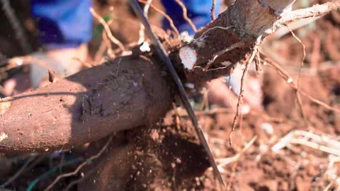 Extra Close up chopping cassava using machete slow motion 50fps Vídeos de archivo 156229960