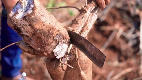Extra Close up chopping cassava using machette side shot slowmotion 50fps Stock-Footage 156230507