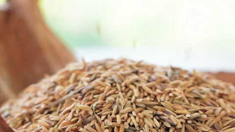 Extra Close up Paddy dropping in basket  slow motion 100fps Video stock 156168733