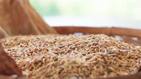 Extra Close up Paddy dropping in basket side angle slow motion 100fps Stock-Footage 156168891