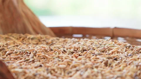 Extra Close up Paddy dropping in wooden basket side angle slow motion 100fps Video stock 156168792
