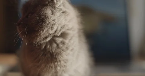 Extra close up portrait of little kitty mewing into camera showing tongue teeth  Stock Footage 120601909