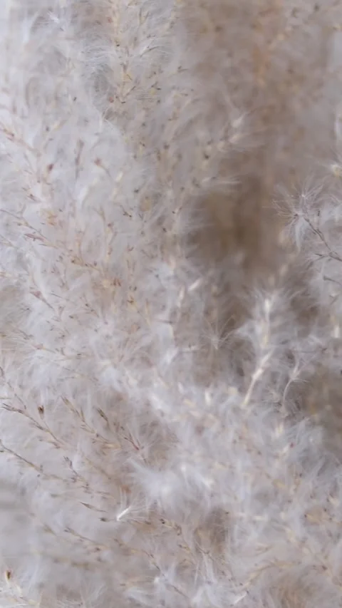 Extra Large Dried Fluffy Feather Reed Grass. Cane Stem Grass Pampas Flower Stock Footage 288186631