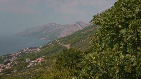Extra large footage forward over forest surrounding beach and people settlements Stock Footage 296391872