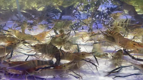 Extra large size of giant malaysian prawn (Macrobrachium rosenbergii) also kn Stock Footage 309523343