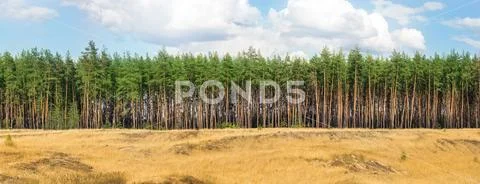 Extra large wide panoramic view of pine forest and cloudy sky. Wild nature la Stock Photos