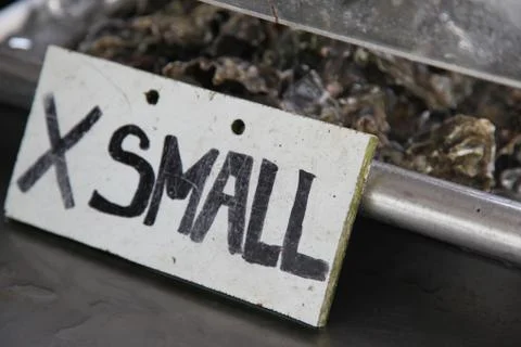 Extra Small Oysters Stock Photos