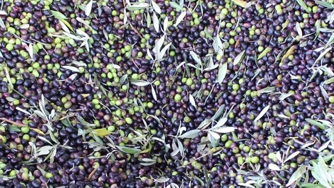Extra virgin olive oil production: picked olives enter the oil mill (tilt) Stock Footage 80857563