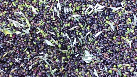 Extra virgin olive oil production: picked olives enter the oil mill Video stock 80859969